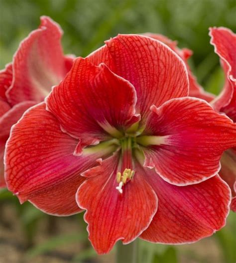 Magical Touch Amaryllis: Bridging the Gap Between Art and Nature